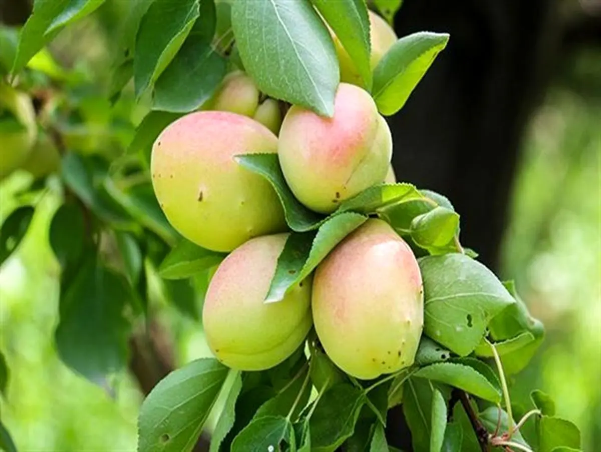 فرارسیدن فصل برداشت زردآلو در ارومیه+تصاویر