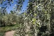 توزیع یارانه‌ای‌ نهال زیتون در شهرستان طارم