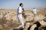 سرقت دام‌های مردم فلسطین توسط صهیونیست‌ها