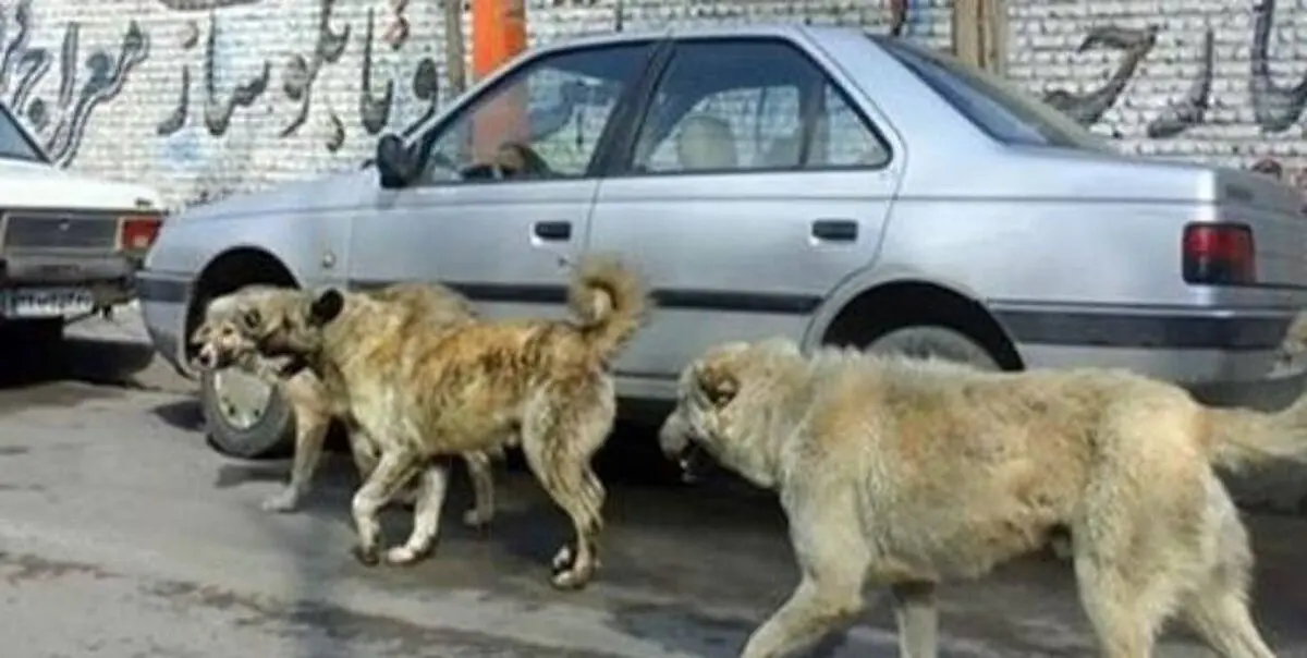 بیماری خطرناکی که سگ انتقال می‌دهد