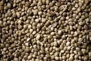 شاهدانه چه خاصیتی دارد؟