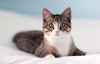 فیلم سخنرانی یک مرد ترکیه‌ای برای گربه‌ها درباره ماه رمضان