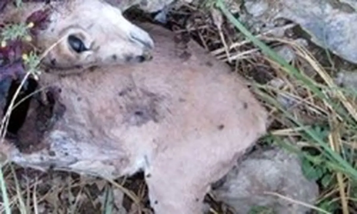 آخرین خبر از شیوع طاعون نشخوارکنندگان کوچک در پارک ملی خَبر کرمان