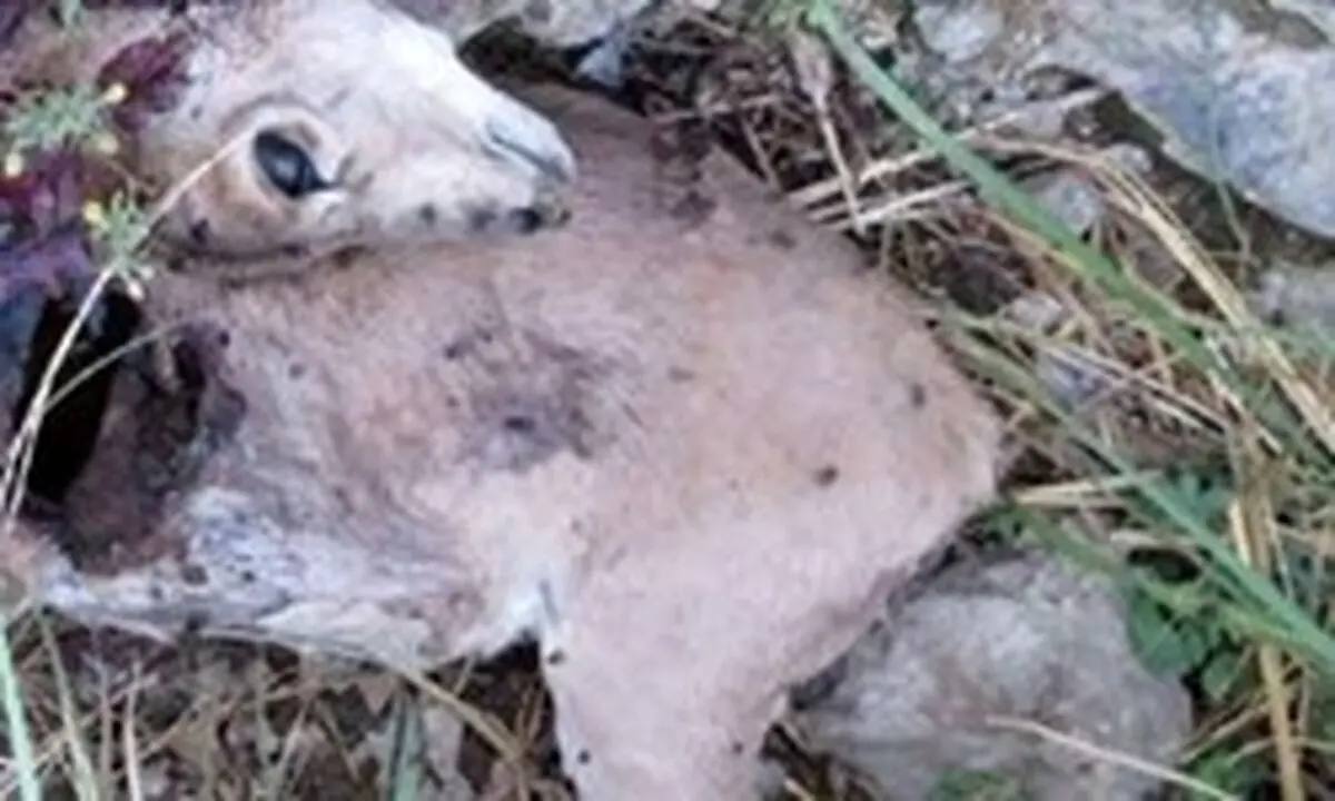 آخرین خبر از شیوع طاعون نشخوارکنندگان کوچک در پارک ملی خَبر کرمان