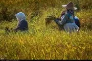 ممنوعیت کشت برنج در استان اصفهان