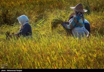 ممنوعیت کشت برنج در استان اصفهان