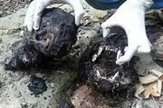 پرونده باز دو پلنگی که در جست‌وجوی آب، خاکستر شدند