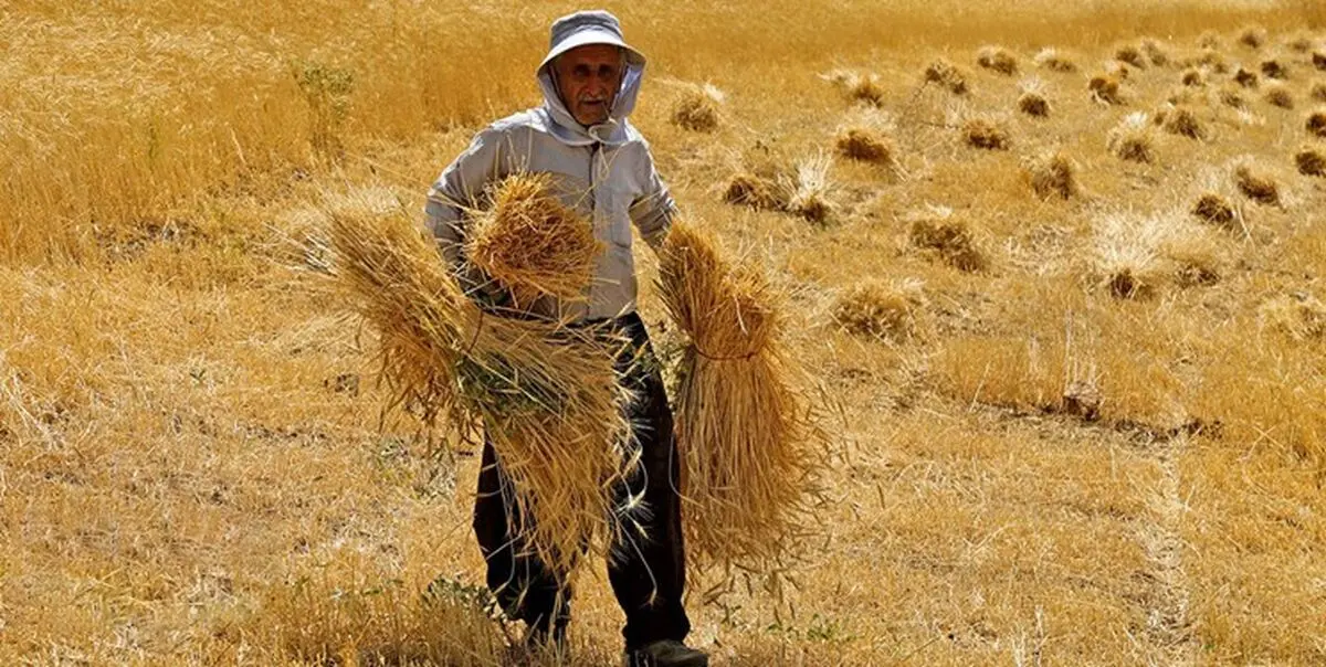 آخرین وضعیت پرداخت مطالبات گندم کاران و خرید تضمینی گندم امروز ۲۰ مهر ۱۴۰۲