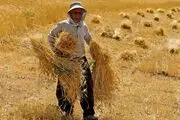  وعده‌های ادامه‌دار مسئولان و مطالبات ماندگار گندمکاران 