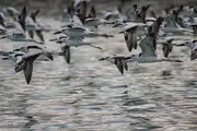 سلاخی روزانه صدها پرنده نادر در بازار سنتی فریدونکنار