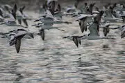 سلاخی روزانه صدها پرنده نادر در بازار سنتی فریدونکنار