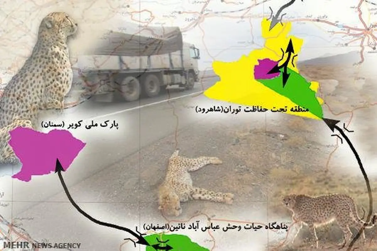 پایان کشتار یوزپلنگ یا آغاز چالشی جدید