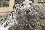  انبار درختان شکسته شده در تهران پس از برف/ عکس