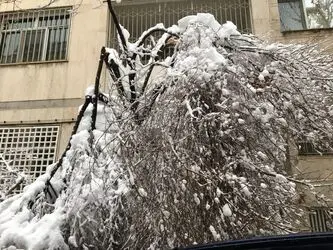 درخت 3