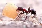 میانه روی عامل آرامش و آسایش