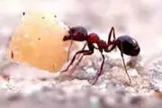 میانه روی عامل آرامش و آسایش