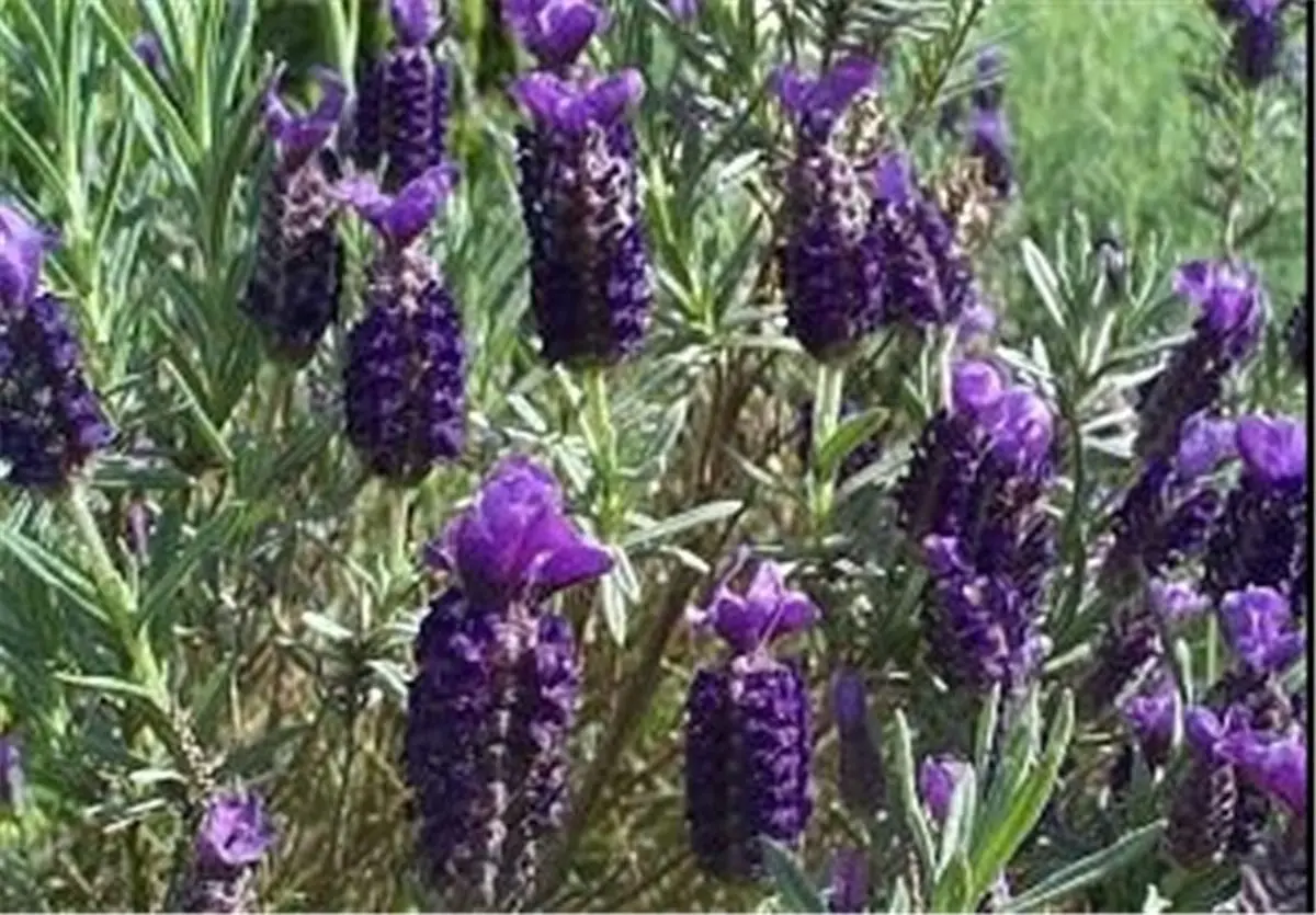 با این معجزه از شر بیخوابی رها شوید!