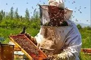 پیش بینی تولید 700 تن عسل در استان زنجان