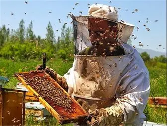 پیش بینی تولید 700 تن عسل در استان زنجان