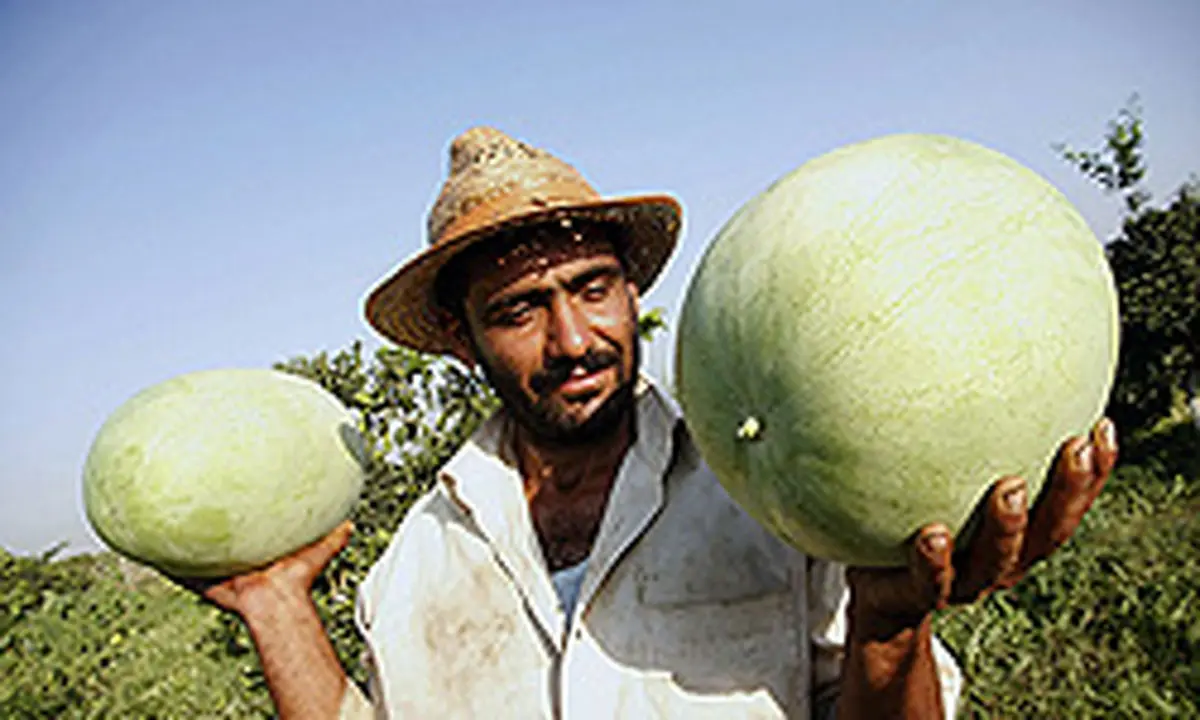 همکاری ۳ ارگان برای تامین میوه شب یلدا