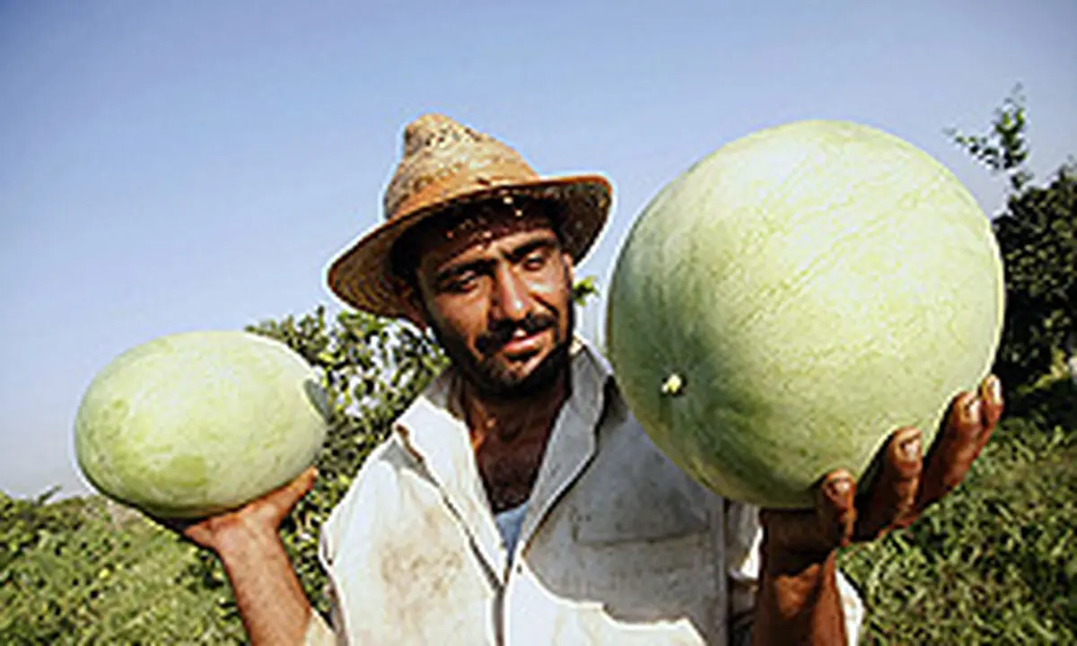 همکاری ۳ ارگان برای تامین میوه شب یلدا