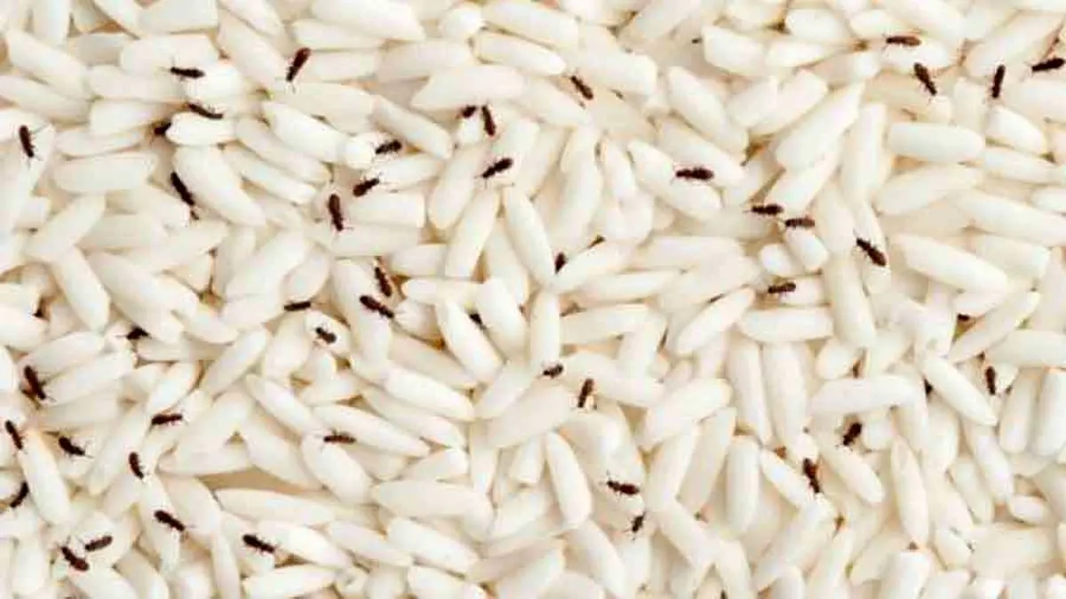 برنج کرم زده را چیکار کنم؟