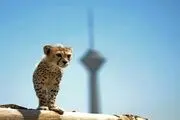 تصاویری جدید از توله یوز ایرانی