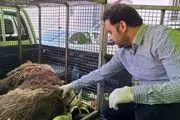 خرس قهوه‌ای دنا تلف شد