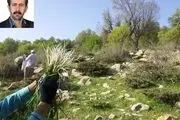 گیاهان خوراکی و دارویی ارتفاعات زاگرس و خطر انقراض آنها