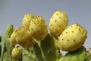 کاکتوس 3متری در لیکک میوه داد+تصاویر