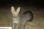 مشاهده کمیاب ترین نوع روباه دنیا در گیلانغرب