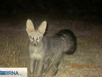 مشاهده کمیاب ترین نوع روباه دنیا در گیلانغرب