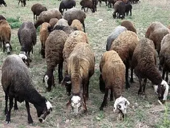 عذر خواهی آموزش و پرورش به دلیل تبدیل یک مدرسه به "آخور" گوسفندان!