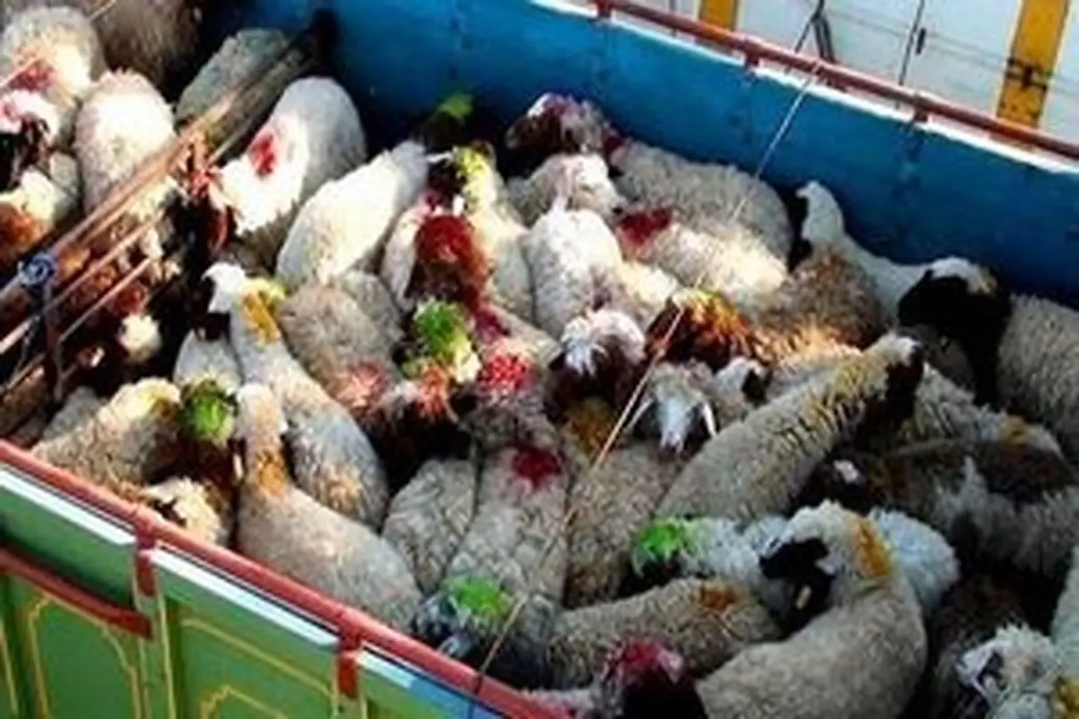 کشف ۹۰ رأس احشام قاچاق در مهران