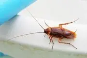  با این ۵ روش از شر سوسک‌ها خلاص شوید! 
