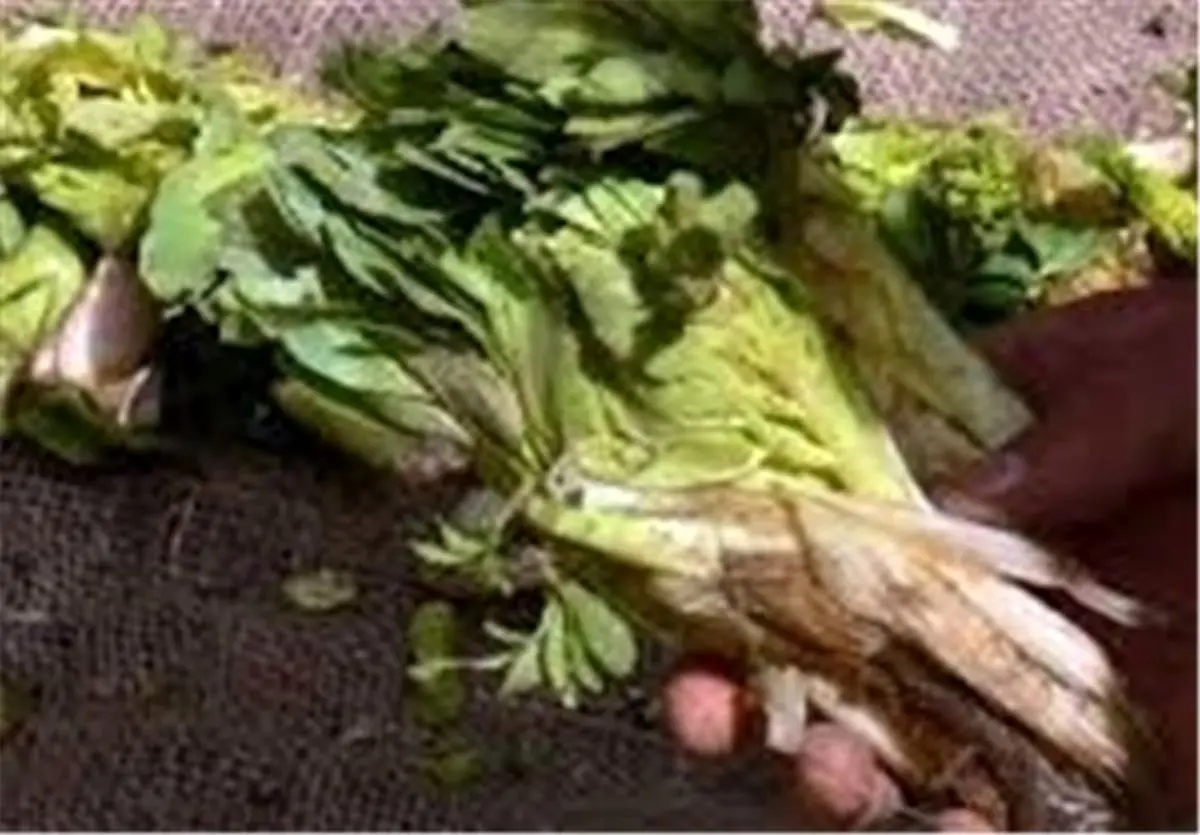 "کرفس کوهی" چهارمحال و بختیاری در فهرست آثار ملی ثبت شد