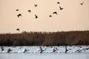 شیوع آنفولانزای فوق حاد پرندگان