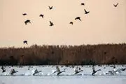 شیوع آنفولانزای فوق حاد پرندگان