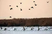 جدال پرندگان در آسمان/ عکس