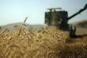 ۴۰ درصد مطالبات گندمکاران پرداخت شد
