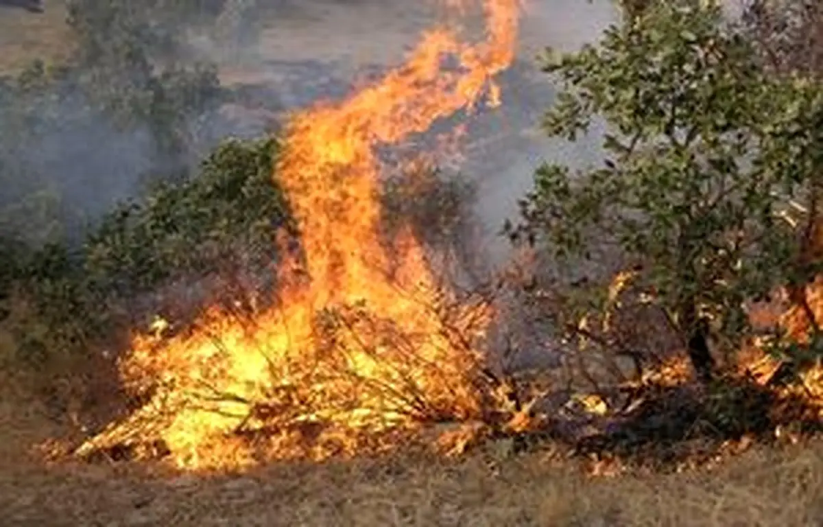 ۲۰۰ هکتار از جنگل میانکاله در آتش سوخت