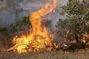 ۲۰۰ هکتار از جنگل میانکاله در آتش سوخت 