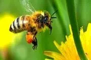 طول عمر زنبور‌ها ۵۰ درصد کم شده است
