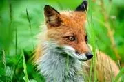  ۲ گونه روباه ایرانی در استان لرستان شناسایی شد 