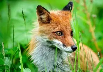 ۲ گونه روباه ایرانی در استان لرستان شناسایی شد 