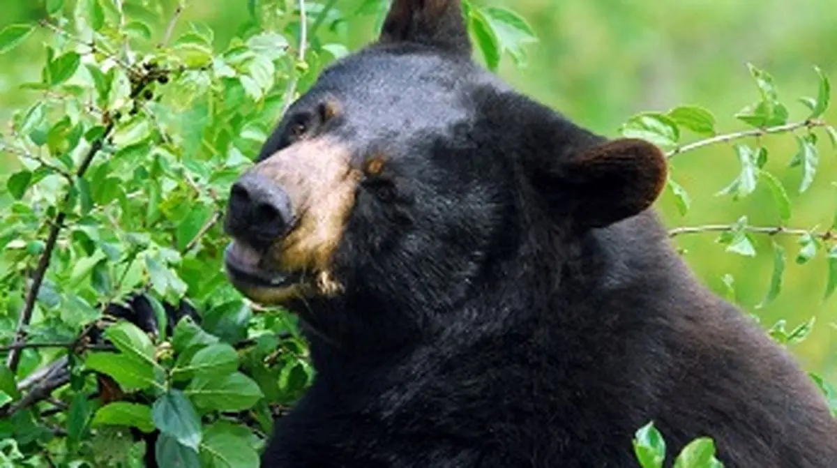 Touch - screen Computers Catch Bears Counting