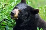 Touch - screen Computers Catch Bears Counting