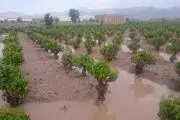 پرداخت ۴۱۱ میلیارد تومان به کشاورزان خسارت‌دیده