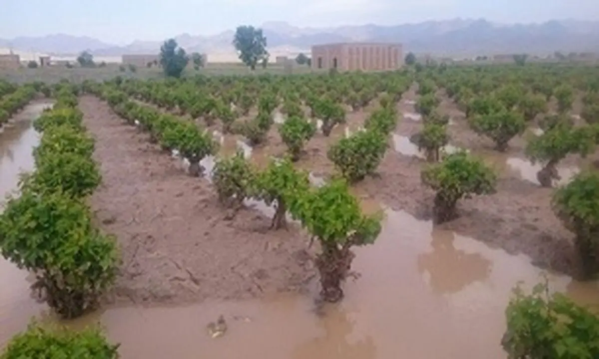 درخواست نماینده مجلس از دولت 