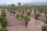 پرداخت ۴۱۱ میلیارد تومان به کشاورزان خسارت‌دیده